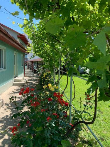 Hostal Casa Pestelui