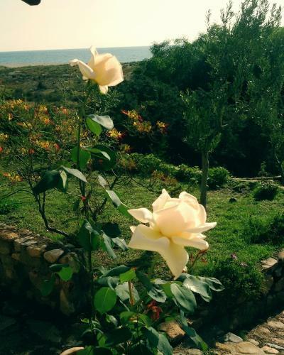 Bed & Breakfast Mirto E Mare