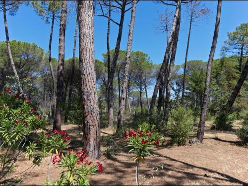 Apartment Il Girasole Grosseto