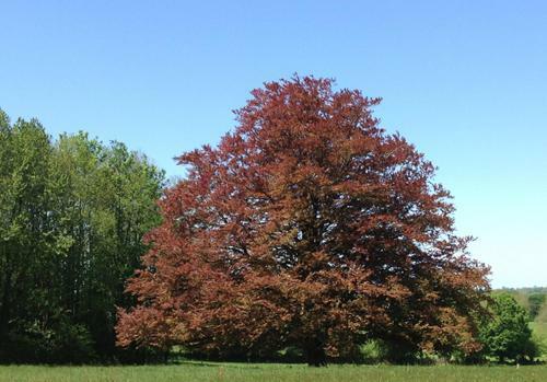 Bed & Breakfast Au Ch�teau