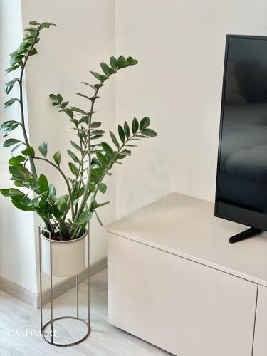 Cashmere Premium Apartment