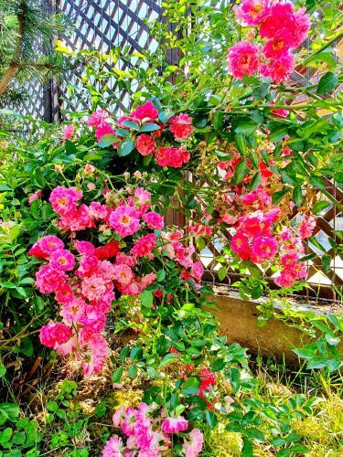 Villa Vila Flora �n Gura Humorului