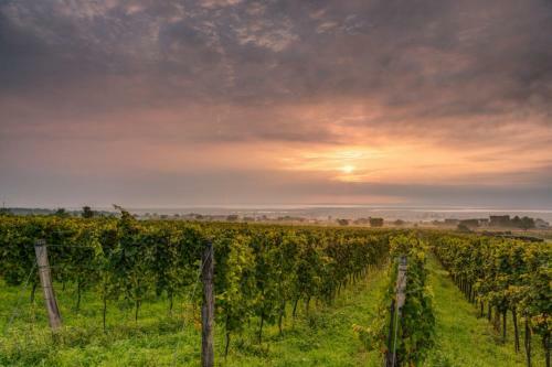 Apartamento Auszeit Neusiedlersee Top 1