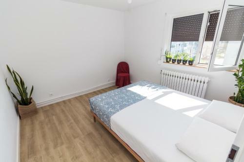 Apartamentul Cu Plante