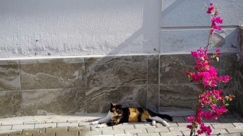 Lovely 1 Bedroom Apartment With Swimming Pool