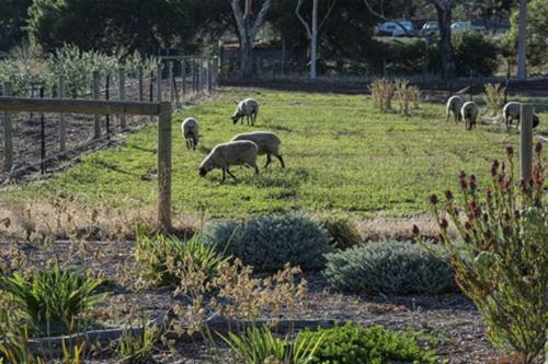 Casale Barossa Valley - Bed & Breakfast