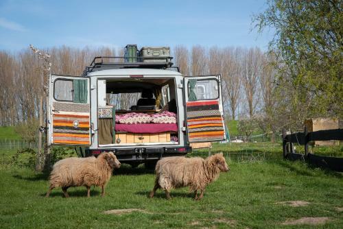Slapen Tussen de Schapen In de Tante Tipi