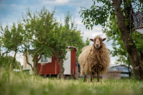 Slapen Tussen de Schapen In de Tante Tipi