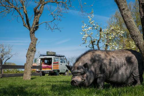 Slapen Tussen de Schapen In de Tante Tipi