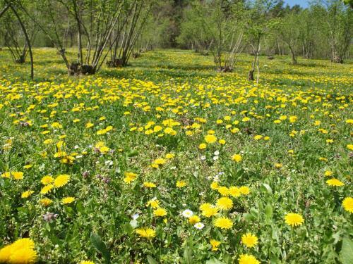 Agroturismo La Collina Degli Scoiattoli