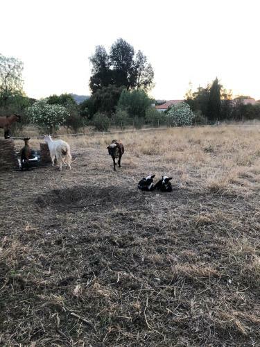 Quinta Das Ca�adoras