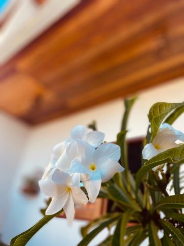 Beach Eco Stays Lagoinha Hotel Boutique