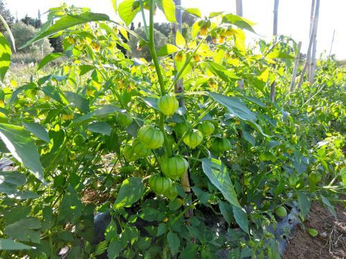 Agroturismo Chilliman & Mas Mir� Biofarm