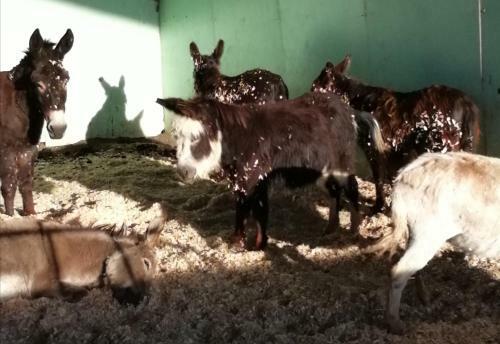 Hostal Durham Donkey Rescue Shepherds Hut