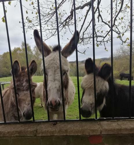 Hostal Durham Donkey Rescue Shepherds Hut