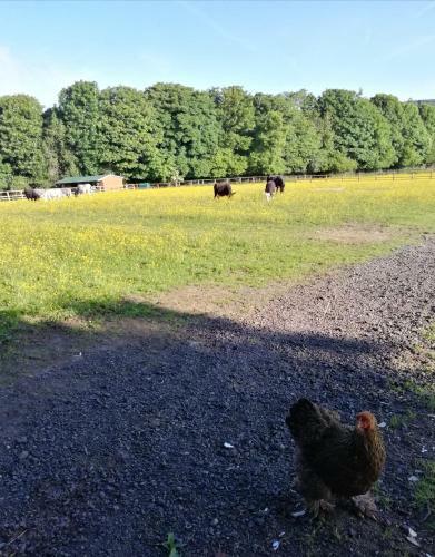 Hostal Durham Donkey Rescue Shepherds Hut
