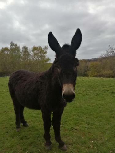 Hostal Durham Donkey Rescue Shepherds Hut