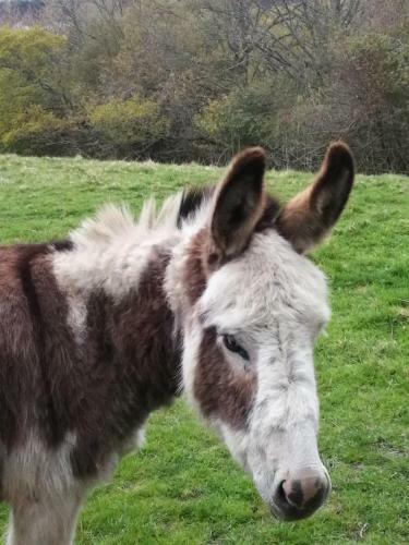 Hostal Durham Donkey Rescue Shepherds Hut