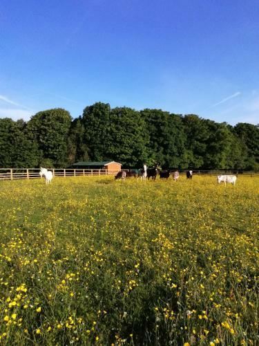Hostal Durham Donkey Rescue Shepherds Hut