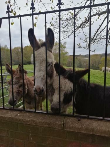 Hostal Durham Donkey Rescue Shepherds Hut