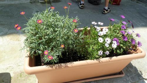 Le Patio Cathare