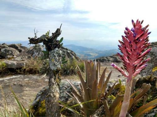 Canto Dos Pirilampos