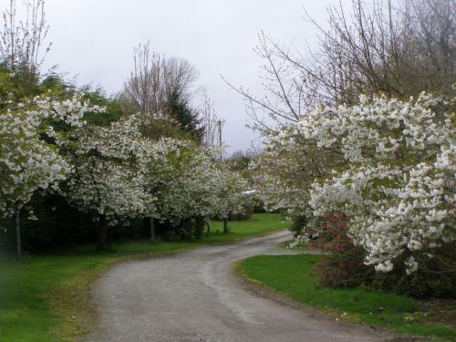 Bed & Breakfast Killurin Lodge