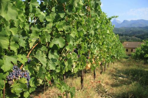 Agroturismo Agriturismo Il Bardellino