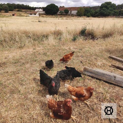 Agroturismo Herdade Da Ordem