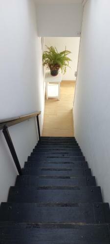 Alpine House