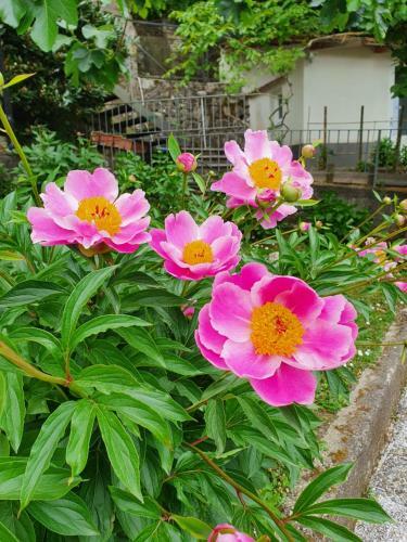 Bed & Breakfast Casa Gaia Sorrento Bio Vacanze