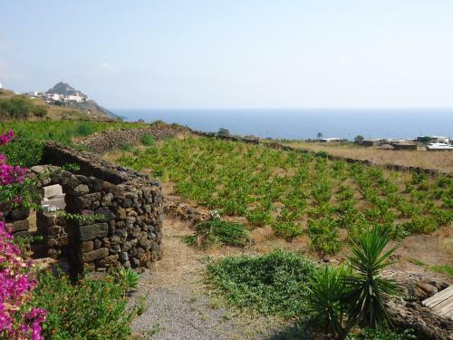 Agriturismo Zibibbodoro