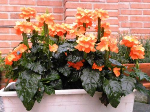 Bed&breakfast La Siepe