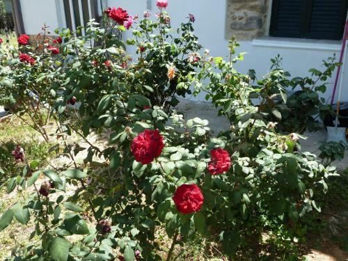 Apartamento Dimitris Corner (apt4)-?????????? ??? 4 ????? ?? ??????????? ?????