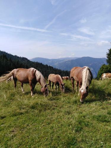 Bed And Breakfast Ai Sassi