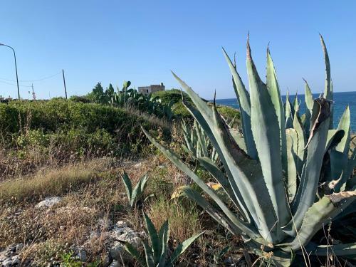 Villa Salento Localit� Torre Ovo - Villa Cice