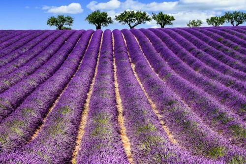 Apartamento Appartmento Montenero Vista Mare