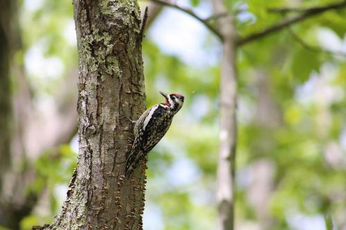 Waterfront Escape Kayak, Paddle Boards, Dock