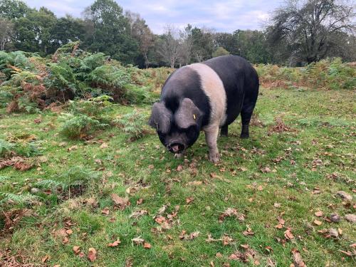 Apartamento New Forest Hideaway- Self Catering Accommodation