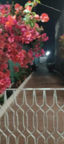 Hostal Garden Green Da Virna