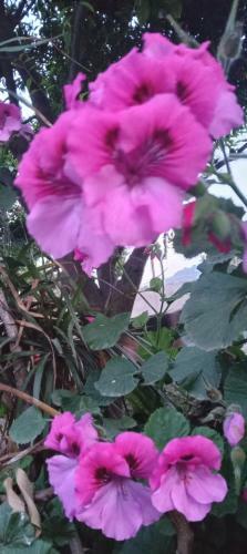Hostal Garden Green Da Virna