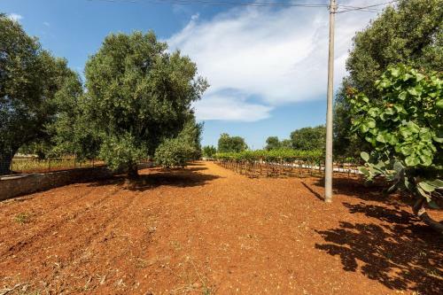 Trullo Tra Gli Ulivi By Barbarhouse