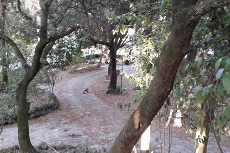 Apartamento Villa Biagi Quadrilocale La Conchiglia