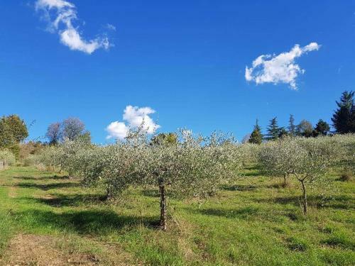 Apartamento Antico Casale '700 Appartamento Girasole