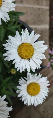 Apartamento Antico Casale '700 Appartamento Girasole
