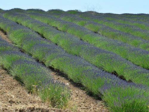 Agroturismo Ginestra
