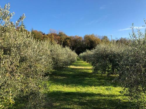 Agroturismo La Tenuta Del Giglio