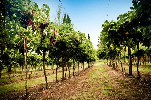 Agroturismo Corte Delle Cicale