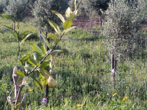 Holiday Home In Daffin� - Kalabrien 42705