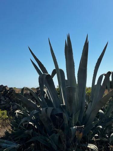 Villa Casa Matilde A 100 M Dal Mare